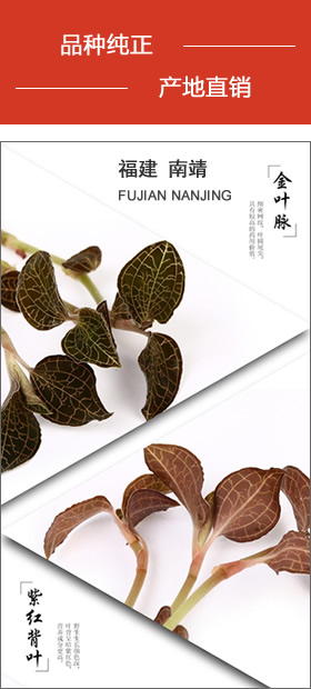 南靖金線蓮 品種純正，產(chǎn)地直銷